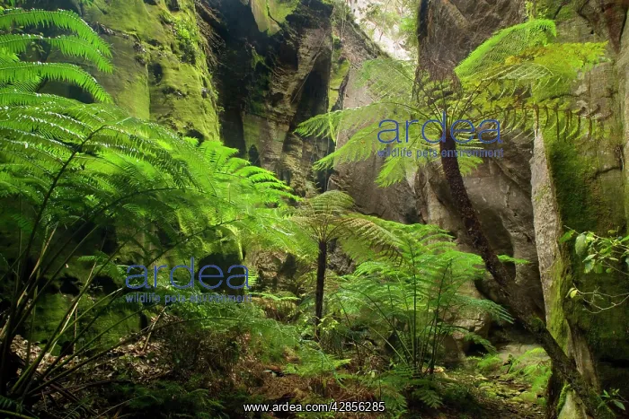 : Ward's Canyon - tree fern and King / Giant fern : Ward's Canyon - tree fern and King / Giant fern