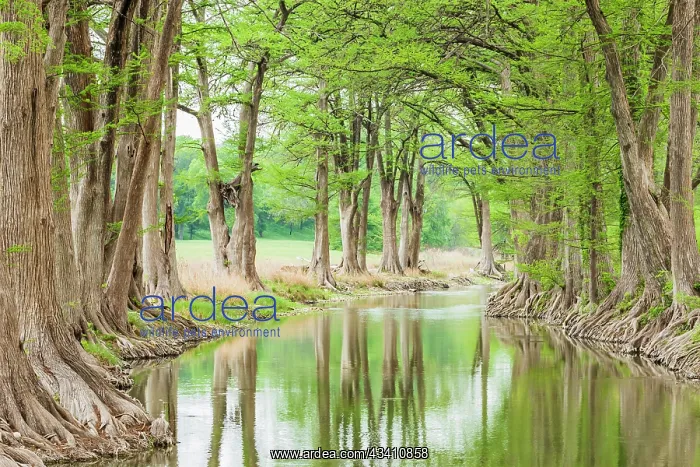  : Waring, Texas, USA. Trees along the Guadalupe River