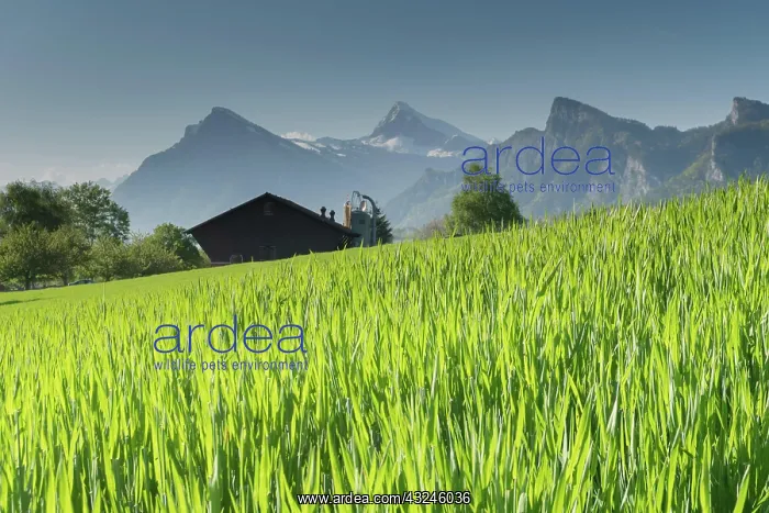 : warm evening light on a tall grass meadow with a : warm evening light on a tall grass meadow with a