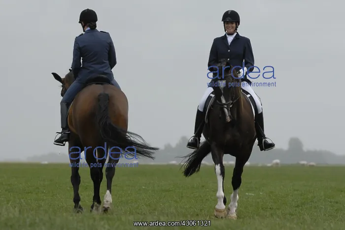 : Warm horse before a dressage test : Warm horse before a dressage test
