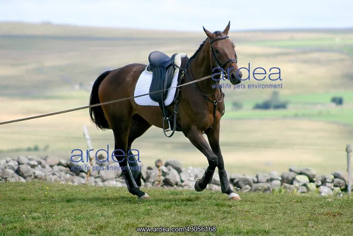 : Warm up a Horse for a Horse challenge France : Warm up a Horse for a Horse challenge France