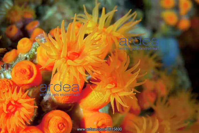 : Warm water coral, Astroides calycularis, Ischia Island, Ital : Warm water coral, Astroides calycularis, Ischia Island, Ital