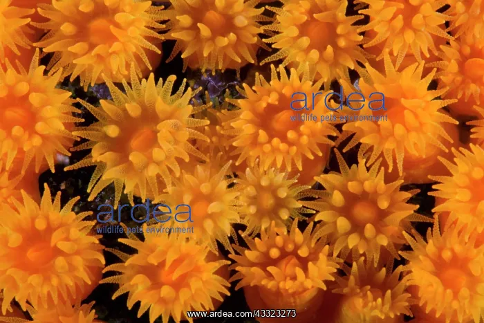 : warm water coral, astroides calycularis, Marine Protected ar : warm water coral, astroides calycularis, Marine Protected ar