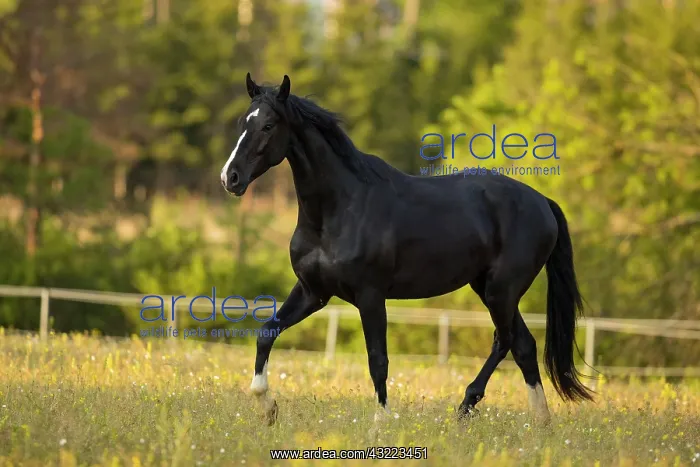  : Warmblood black gelding at the trot on pasture