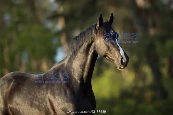 : Warmblood gelding black black in portrait on the : Warmblood gelding black black in portrait on the