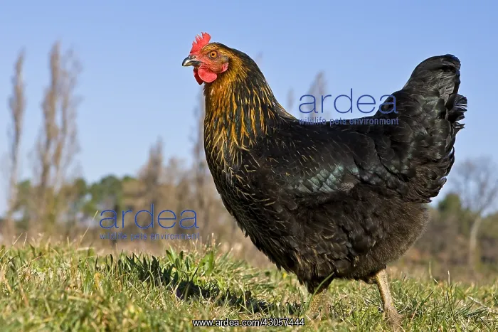 : Warren chicken in organic breeding outdoor France : Warren chicken in organic breeding outdoor France