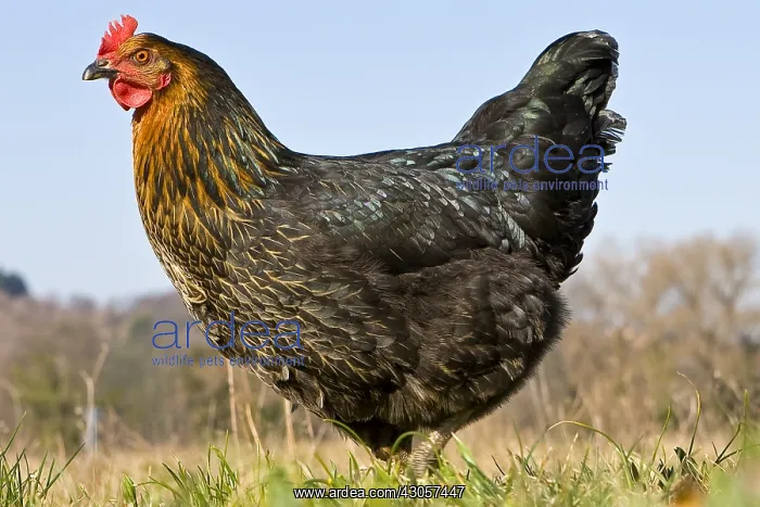 : Warren chicken in organic breeding outdoor France : Warren chicken in organic breeding outdoor France