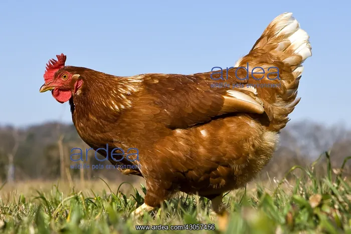  : Warren chicken in organic breeding outdoor France