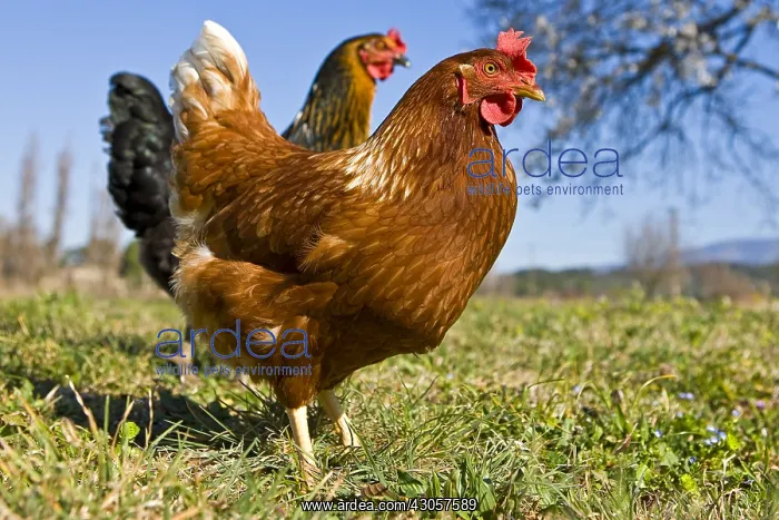  : Warren chicken in organic breeding outdoor France