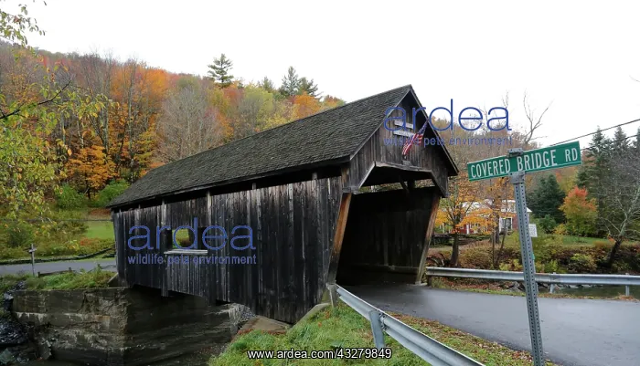  : Warren Covered Bridge in autumn, Lincoln Gap, Warren