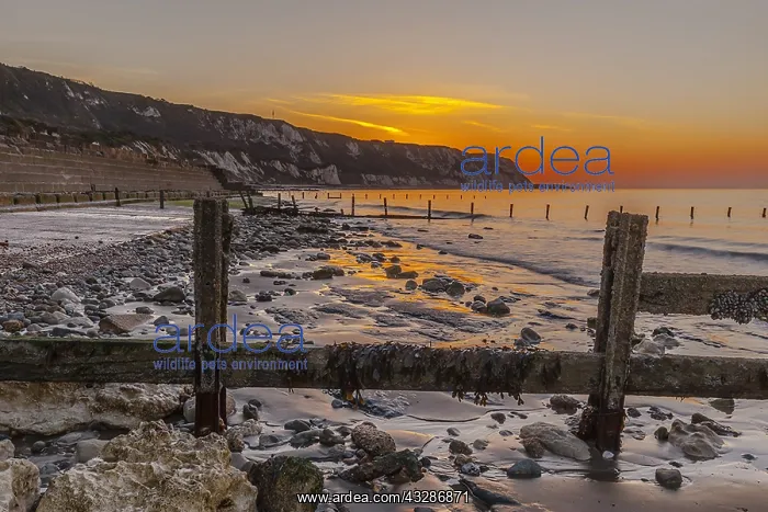 : The Warren - seascape with beach and white chalk : The Warren - seascape with beach and white chalk