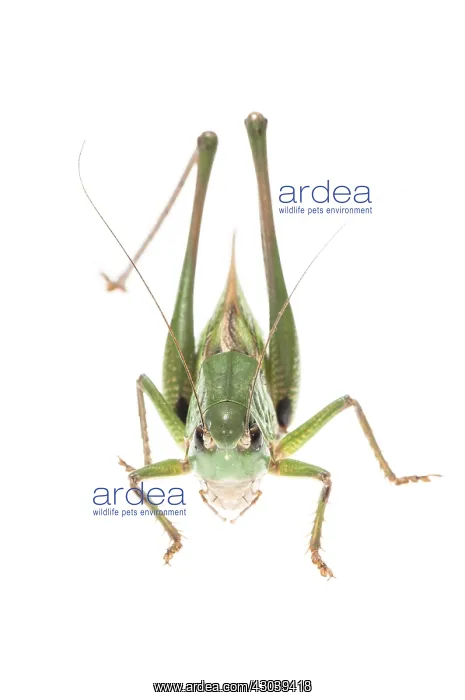 : Wart biter bush cricket (Decticus verrucivorus) : Wart biter bush cricket (Decticus verrucivorus)