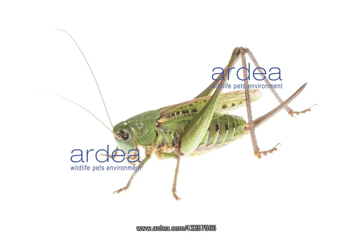 : Wart biter bush cricket (Decticus verrucivorus) : Wart biter bush cricket (Decticus verrucivorus)