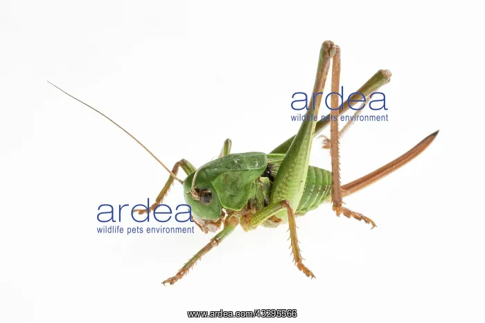 : Wart-biter - female on white background : Wart-biter - female on white background