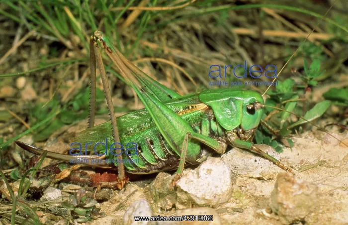 : Wart-bitter bush cricket - female : Wart-bitter bush cricket - female