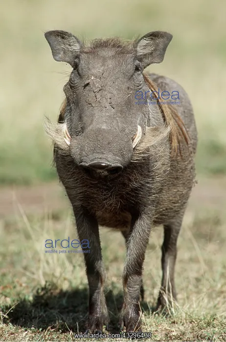  : WART HOG - head on