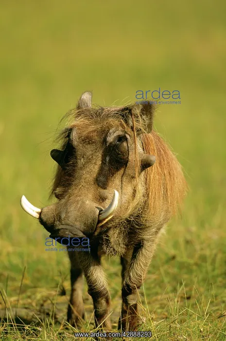  : Warthog (Phacochoerus aethiopicus)