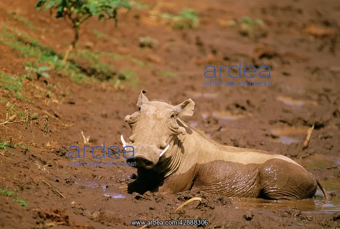  : Warthog (Phacochoerus aethiopicus). Africa