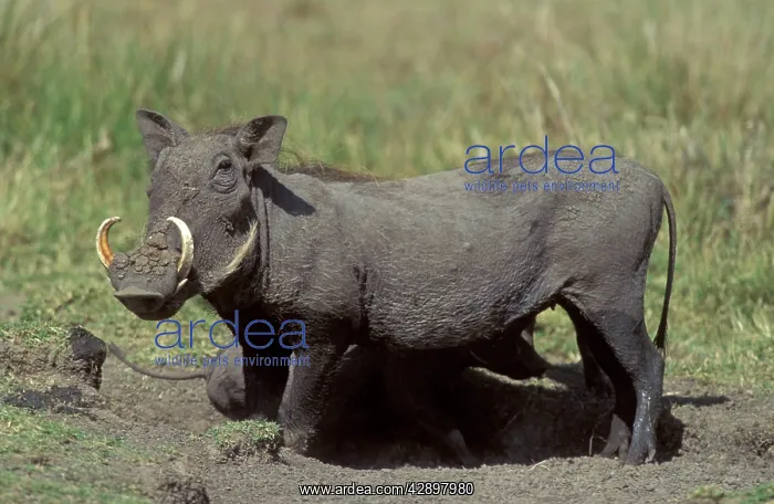 : Warthog (Phacochoerus aethiopicus) : Warthog (Phacochoerus aethiopicus)