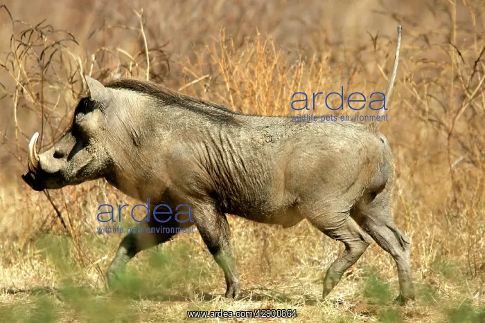 : Warthog (Phacochoerus africanus). South Luangwa Valley National Park - Zambia - Africa : Warthog (Phacochoerus africanus). South Luangwa Valley National Park - Zambia - Africa