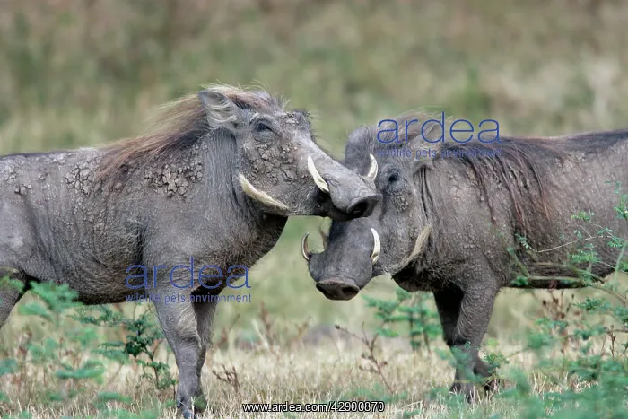 : Warthog - two : Warthog - two