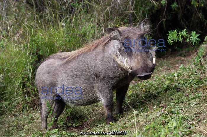: Warthog. (Phacochoerus africanus). Bale Mountains - Ethiopia. 4000 m- 4300 m : Warthog. (Phacochoerus africanus). Bale Mountains - Ethiopia. 4000 m- 4300 m