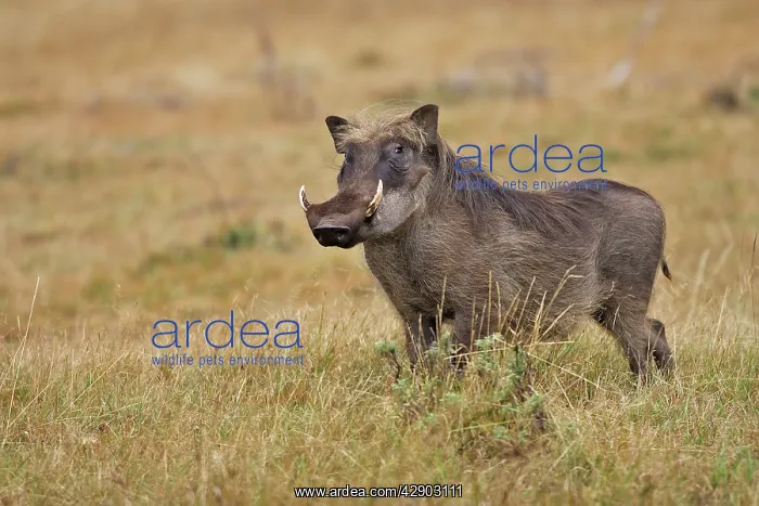 : Warthog. (Phacochoerus africanus). Bale Mountains - Ethiopia - Africa. 4000 m- 4300 m : Warthog. (Phacochoerus africanus). Bale Mountains - Ethiopia - Africa. 4000 m- 4300 m