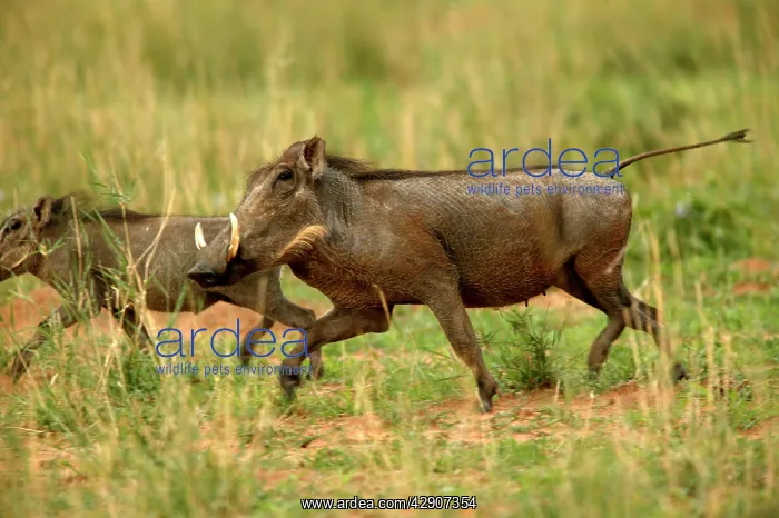 : Warthog (Phacochoerus africanus). Namibia, Africa : Warthog (Phacochoerus africanus). Namibia, Africa