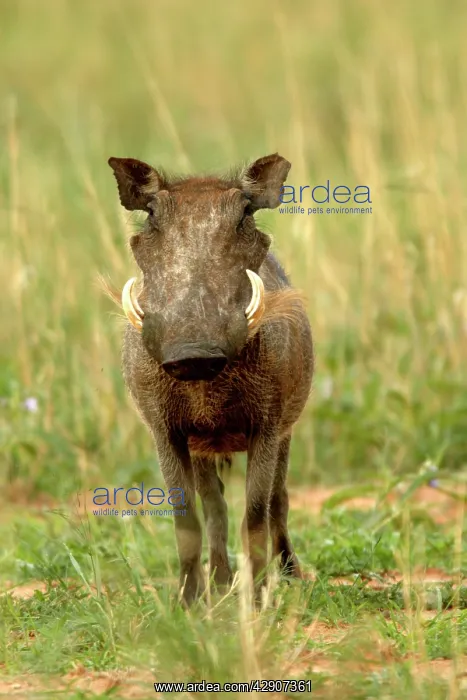 : Warthog (Phacochoerus africanus). Namibia, Africa : Warthog (Phacochoerus africanus). Namibia, Africa