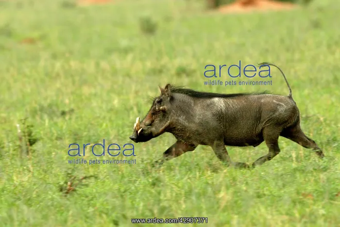 : Warthog (Phacochoerus africanus). Namibia, Africa : Warthog (Phacochoerus africanus). Namibia, Africa
