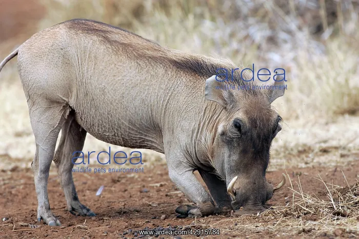 : Warthog (Phacochoerus africanus). Maasai Mara National Park - Kenya - Africa : Warthog (Phacochoerus africanus). Maasai Mara National Park - Kenya - Africa