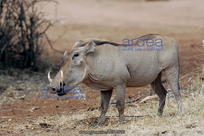 : Warthog. (Phacochoerus africanus). Maasai Mara National Park - Kenya - Africa : Warthog. (Phacochoerus africanus). Maasai Mara National Park - Kenya - Africa