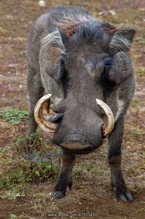 : Warthog (Phacochoerus africanus). Africa : Warthog (Phacochoerus africanus). Africa
