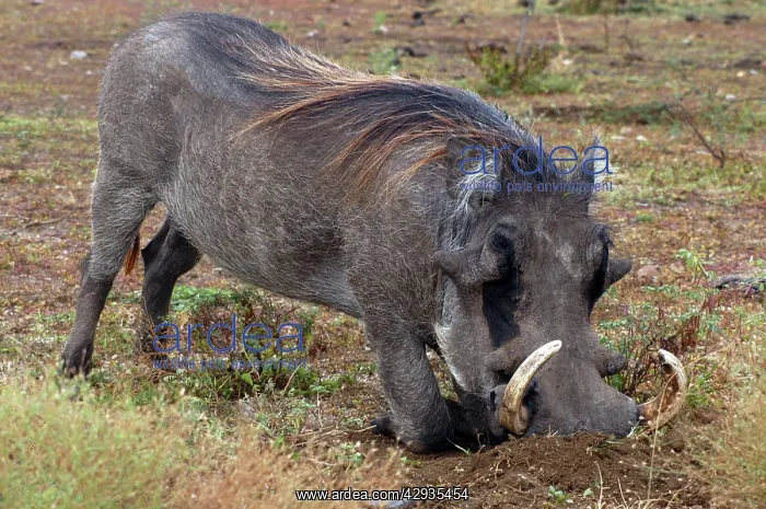 : Warthog (Phacochoerus africanus). Africa : Warthog (Phacochoerus africanus). Africa