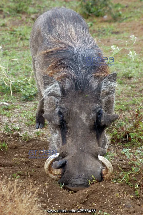 : Warthog (Phacochoerus africanus). Africa : Warthog (Phacochoerus africanus). Africa