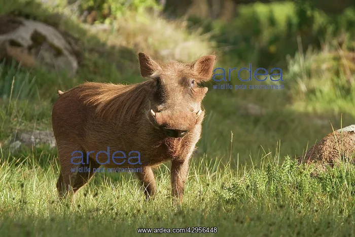 : Warthog (Phacochoerus aethiopicus). Bale Mountains - Ethiopia - Africa : Warthog (Phacochoerus aethiopicus). Bale Mountains - Ethiopia - Africa