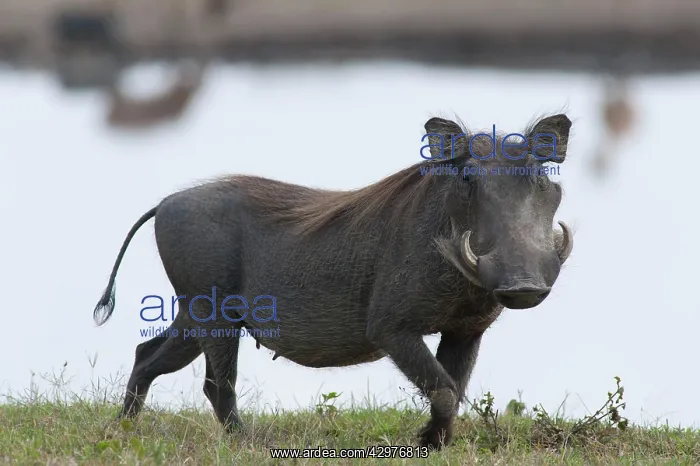 : Warthog (Phacochoerus aethiopicus). Ol Pejeta Conservancy - Kenya - Africa : Warthog (Phacochoerus aethiopicus). Ol Pejeta Conservancy - Kenya - Africa