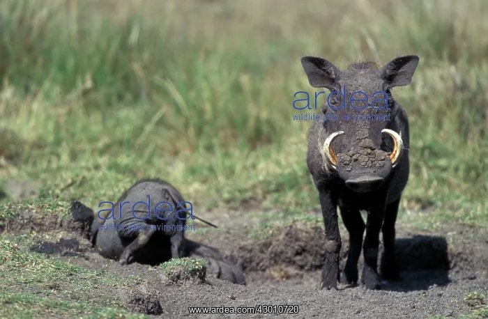 : Warthog : Warthog
