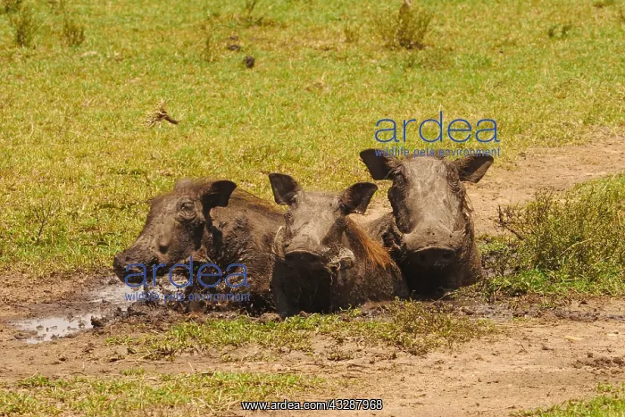 : Warthog-a groupe of them sitting in mud, Masai Mara, Kenia : Warthog-a groupe of them sitting in mud, Masai Mara, Kenia