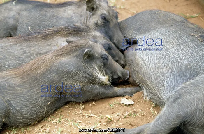 : Warthog - adult & young suckling : Warthog - adult & young suckling