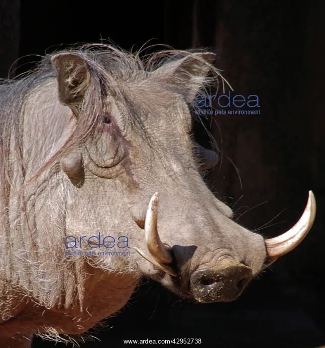 : Warthog - Africa : Warthog - Africa