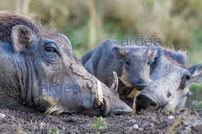 : Warthog with babies : Warthog with babies