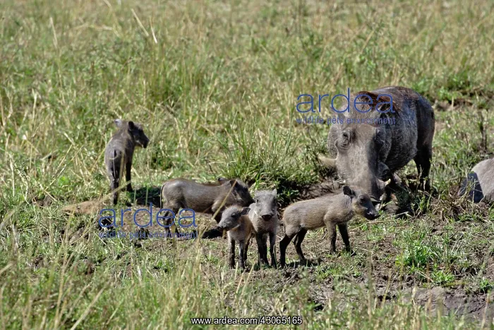 : Warthog with babies, Phacochoerus aethiopicus : Warthog with babies, Phacochoerus aethiopicus