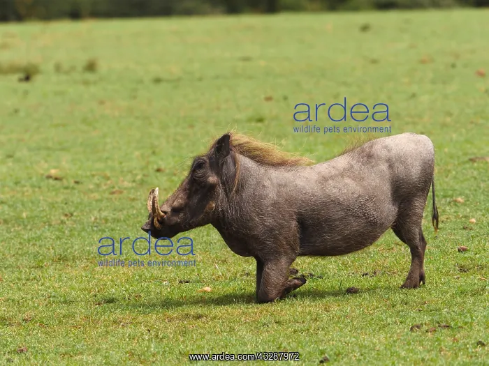 : Warthog-bore kneeing on the ground for feeding, Kenia : Warthog-bore kneeing on the ground for feeding, Kenia