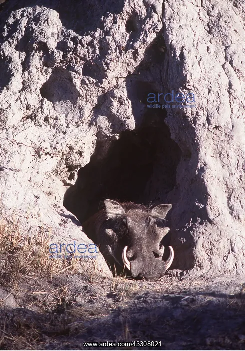 : Warthog - in burrow in termite mound : Warthog - in burrow in termite mound