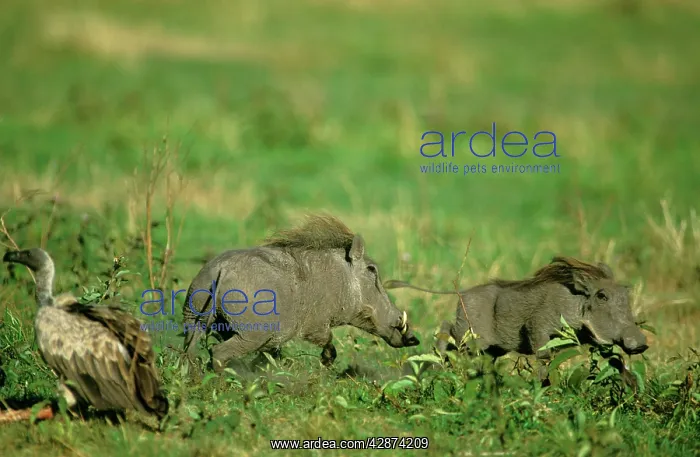  : Warthog - one chasing another