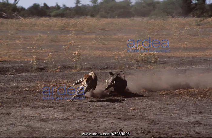 : Warthog chasing Cheetah : Warthog chasing Cheetah