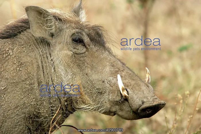  : Warthog - close-up of head