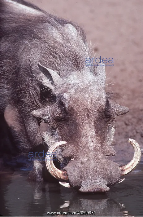 : WARTHOG - drinking : WARTHOG - drinking