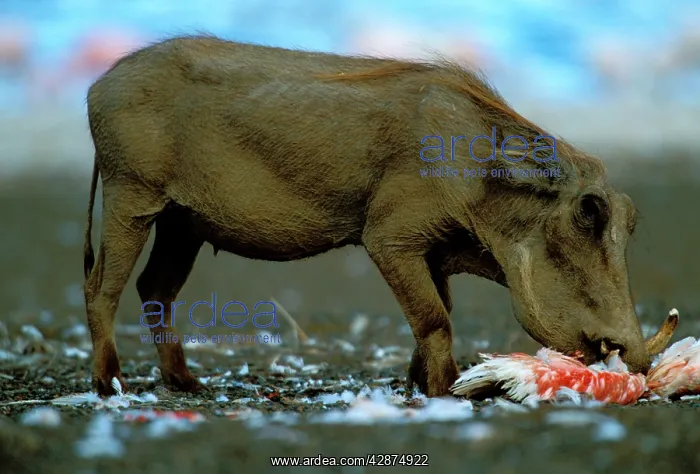 : Warthog eating Lesser Flamingo (Phoenicopterus minor) : Warthog eating Lesser Flamingo (Phoenicopterus minor)